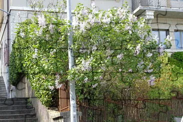 Neuchâtel lilas en fleurs 1