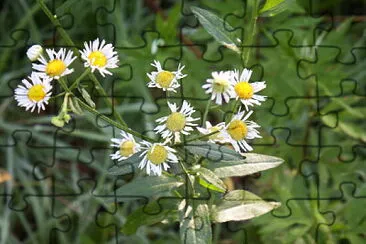 fiore di camomilla