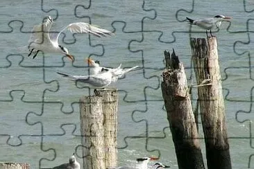 animales jigsaw puzzle