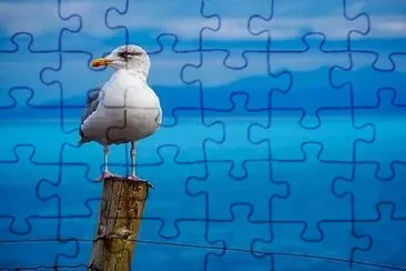 Toy jigsaw puzzle