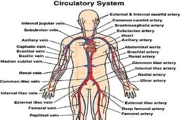 Major Veins and Arteries