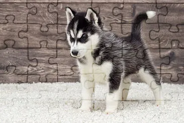 Lobo siberiano bebe