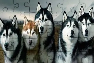 Huskie jigsaw puzzle