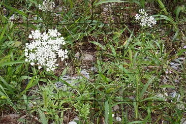 fiori sottobosco