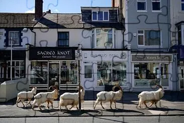 Wild goats on street