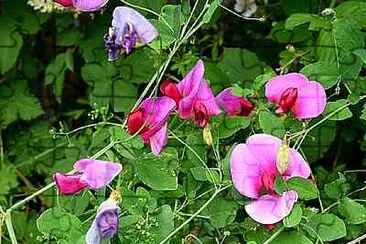 Sweet Peas