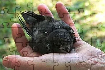 A Bird In The Hand