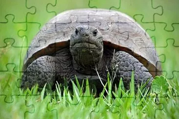 Tortoise