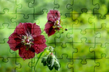 photos personnelles jigsaw puzzle