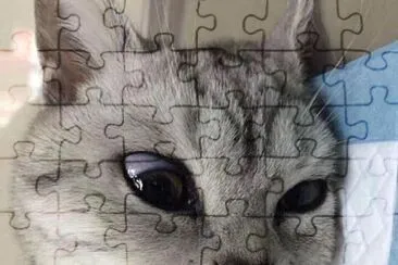 gatinho jigsaw puzzle