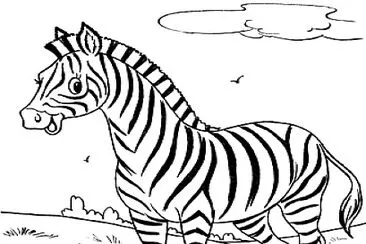 zebra