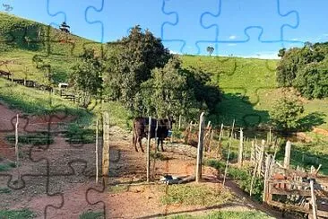 Vaca no pasto jigsaw puzzle