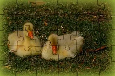 Oisons jigsaw puzzle