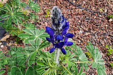 Purple lupine jigsaw puzzle