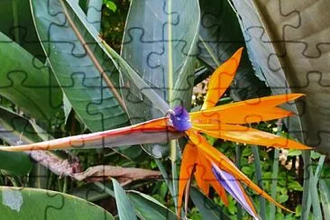 Bird of Paradise jigsaw puzzle