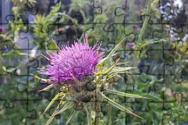 thistle jigsaw puzzle