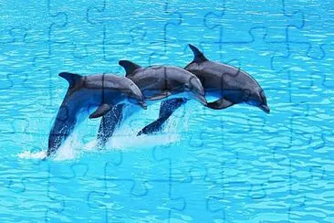 Delfines