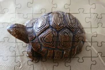 turtle jigsaw puzzle