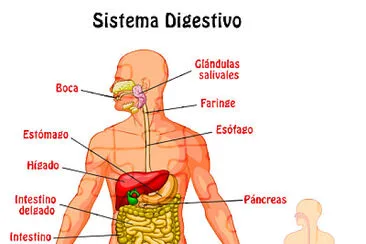 arma el rompecabezas sobre el Sistema Digestivo