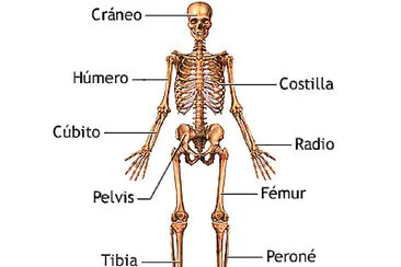 El esqueleto humano