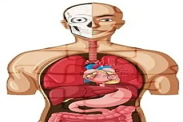 anatomia 2