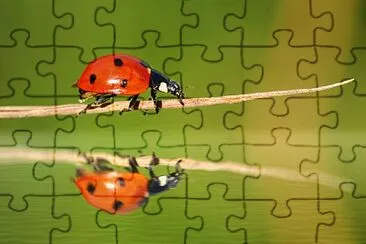 Ladybug reflection jigsaw puzzle