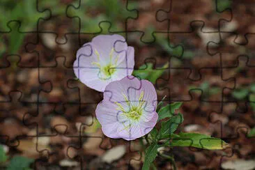 OK jigsaw puzzle