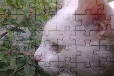 mascotas jigsaw puzzle