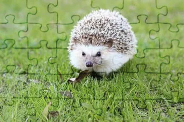 Toy jigsaw puzzle