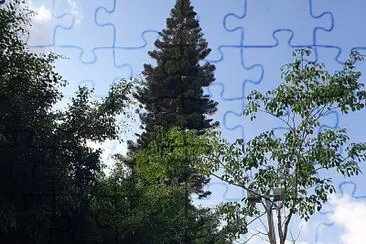 שמירת התרגום trees