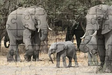 Famille d 'éléphants