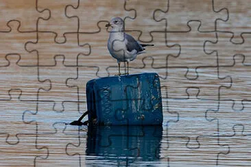 Toy jigsaw puzzle