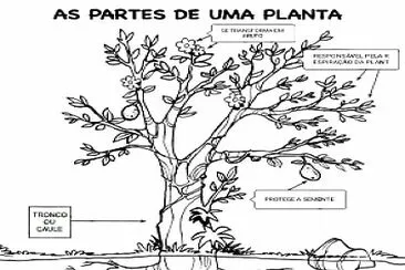 partes da planta