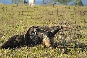 Tamandua jigsaw puzzle