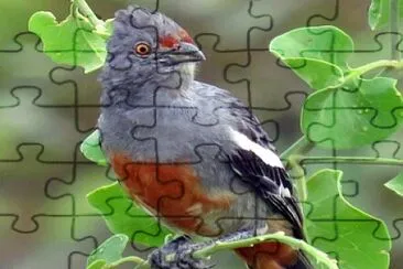 cortaramas jigsaw puzzle