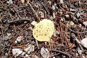 Aspen Leaf