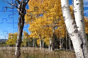 Aspens on Casper Mountain