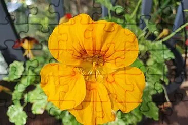 פאזל של Yellow Nasturtium