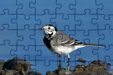 נחליאלי jigsaw puzzle