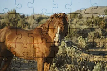 Toy jigsaw puzzle