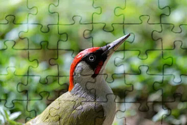 Toy jigsaw puzzle