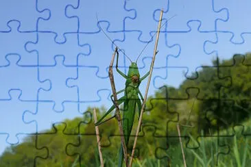 Echassier occasionnel jigsaw puzzle