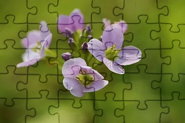 OK jigsaw puzzle