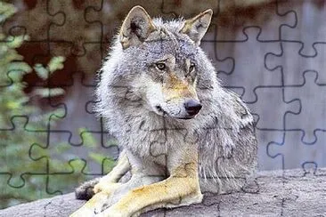 Loup jigsaw puzzle