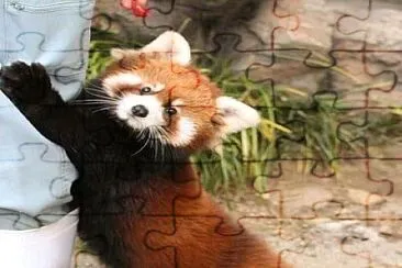 animales jigsaw puzzle