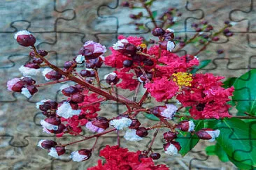 Dynamite Crape Myrtle