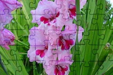 Flores jigsaw puzzle