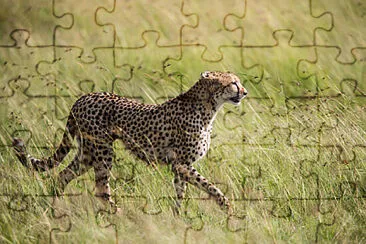 Toy jigsaw puzzle