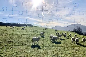 Moutons dans la prairie