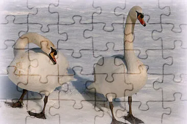 Cygnes en hiver jigsaw puzzle